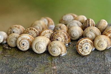 拯救被盗老公《淑女大冒险》3月16日登陆全平台